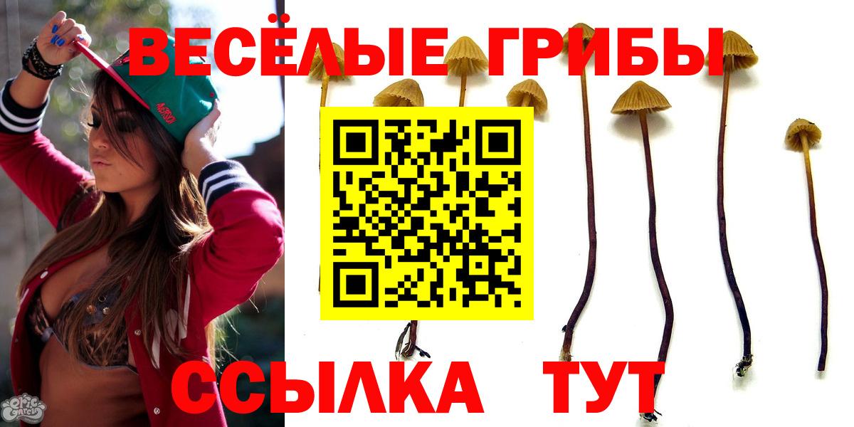 Псилоцибиновые грибы Psilocybine cubensis Киселёвск